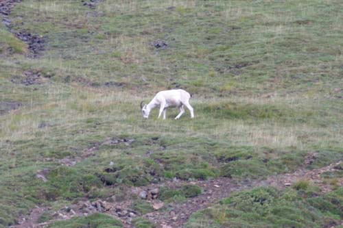 166-Dall Sheep - Buck