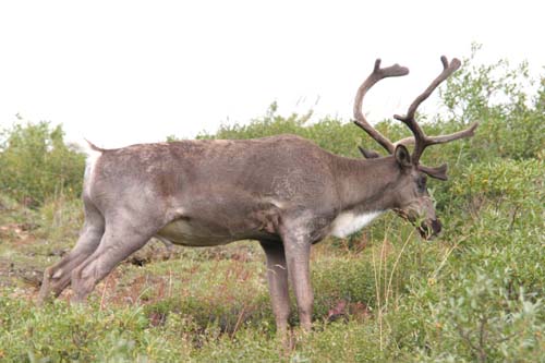 170-Caribou
