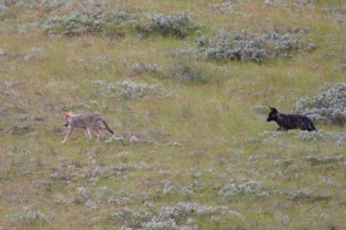 174-Grey Wolf Pups Frolicking