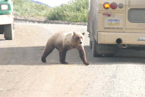 179-Grizzly Bear - We were that close!