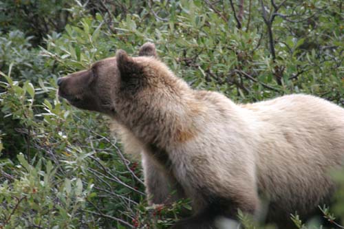 180-Grizzly Bear