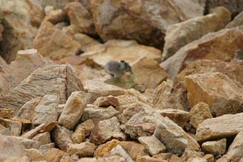 182-Pika