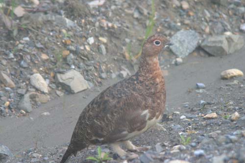 183-Ptarmigan - Alaska State Bird